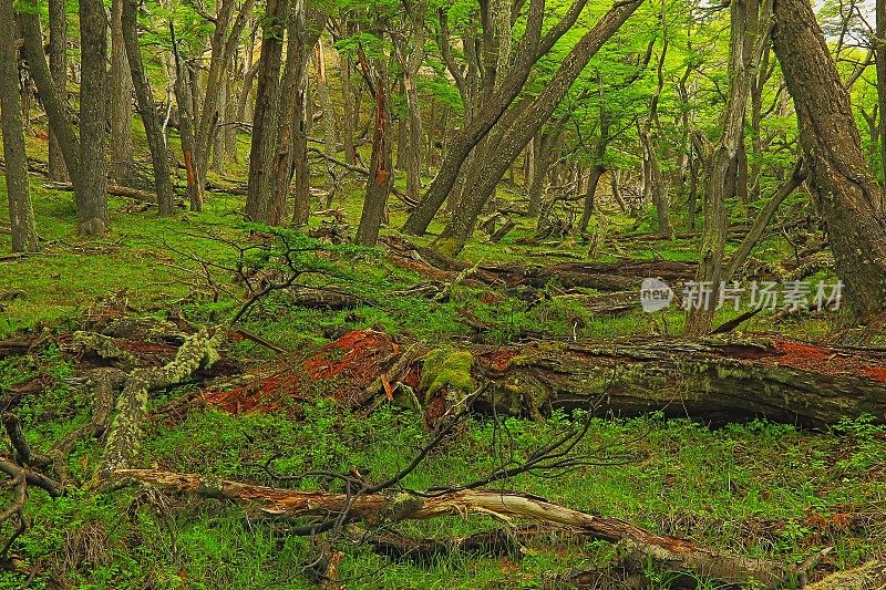 埃尔查尔滕的林地景观 - 阿根廷巴塔哥尼亚 – 南美洲